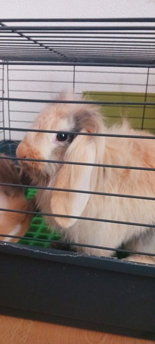 Casal coelhos anões + Gaiola Grande