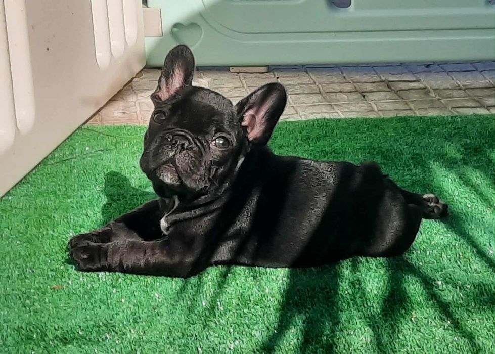 Bulldog Francês Lop e Afixo