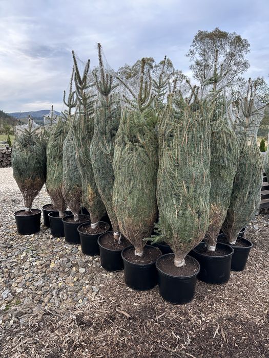 Świerk srebrny sadzenie żywopłot ogrodzenie transport