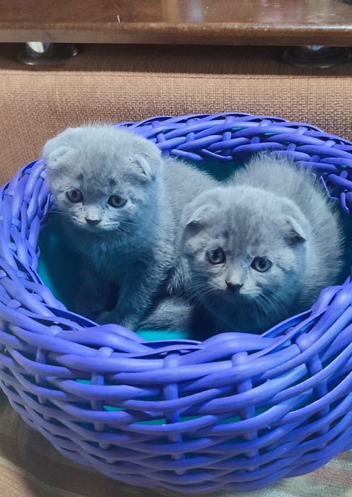 Британці короткощерстні