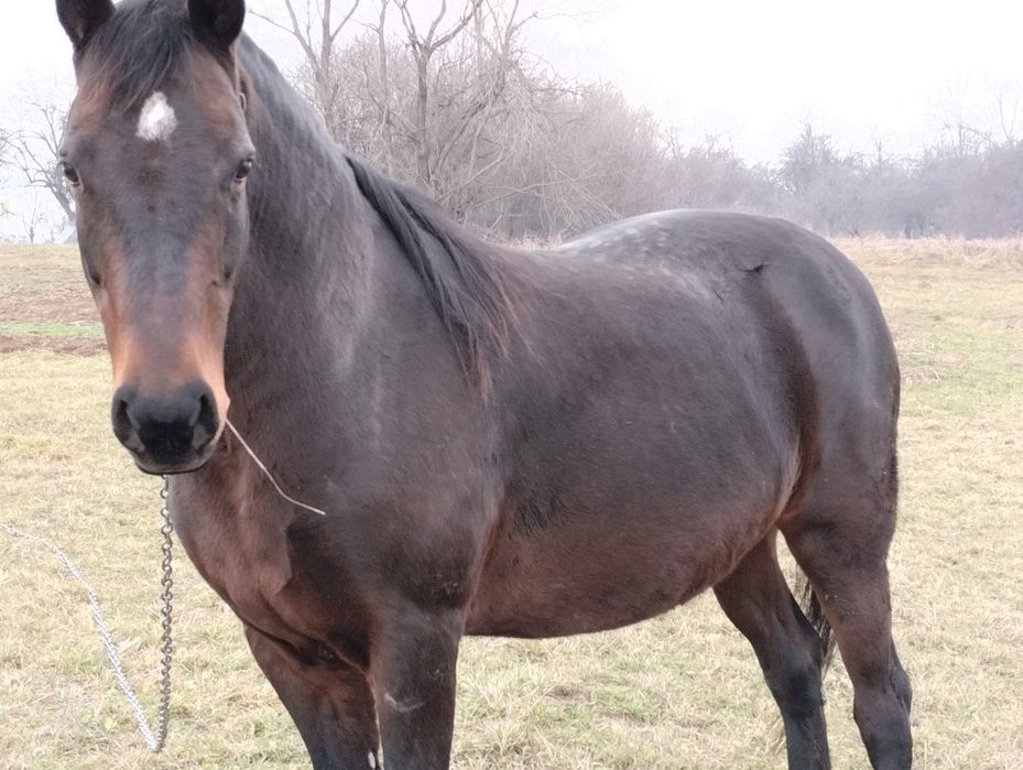 Продам кобилу недорого