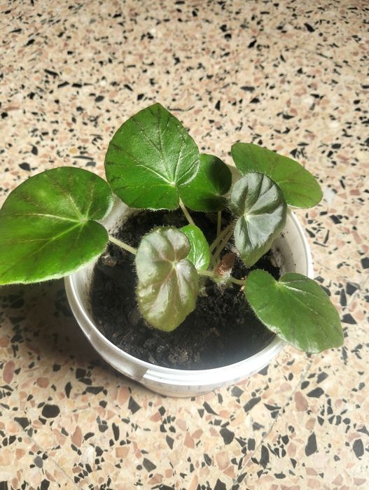 Planta Begónia Redonda