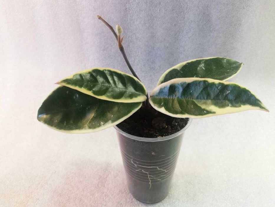 Hoya hoja krimson queen - ukorzeniona sadzonka