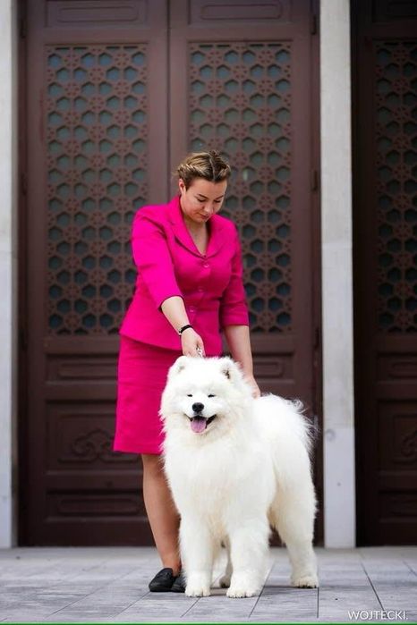 Samoyed szczeniak -  koniec października 2026