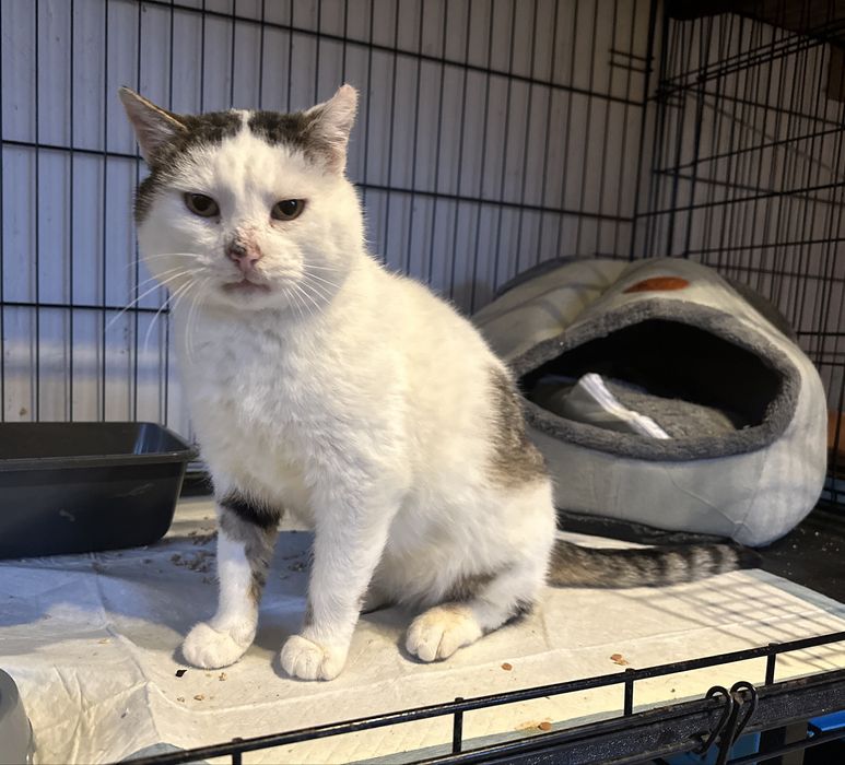 Hugo. Wrazliwe serduszko w puchatym ciałku