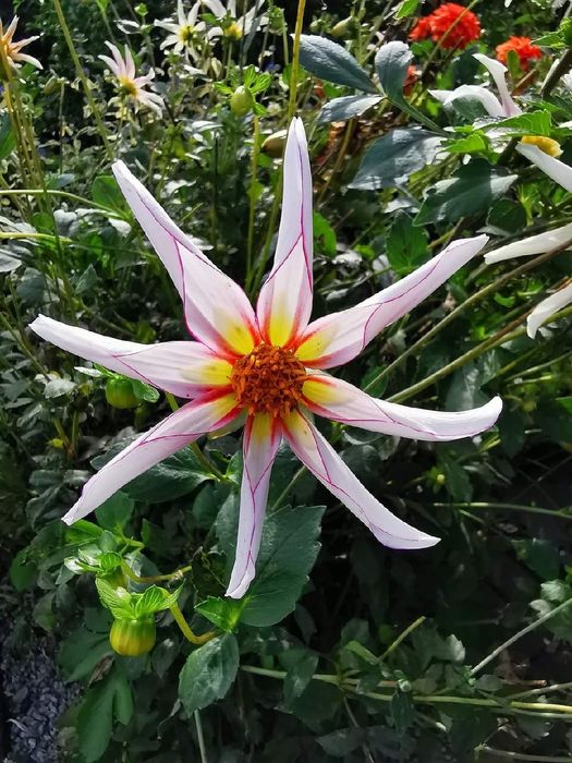 Dalia Honka -Mega Kolekcja 30 nasion.