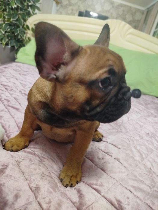 Чудесный ласковый малыш французик