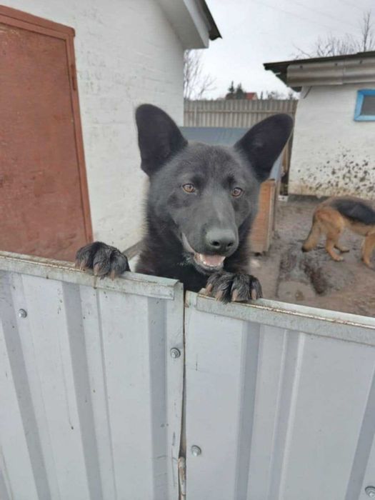 Віддам в добрі руки