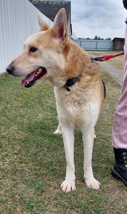 Ozzi pies do adopcji