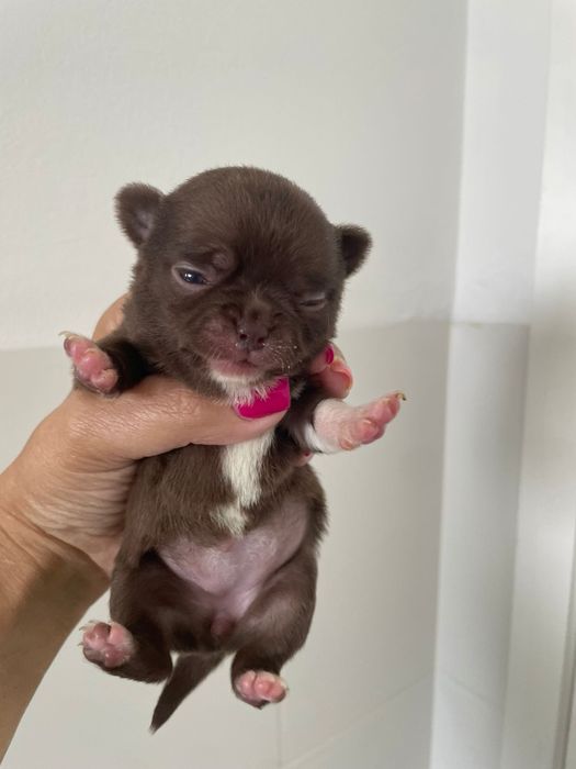 Chihuahua  fêmea pelo curto