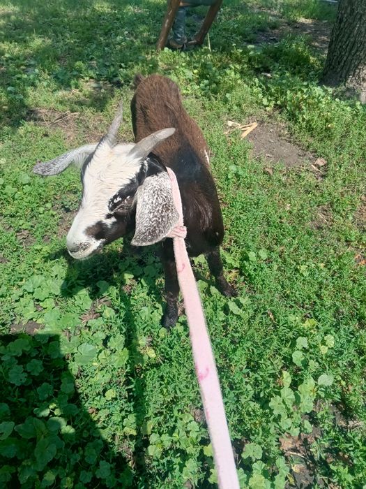 Продам стадо кіз