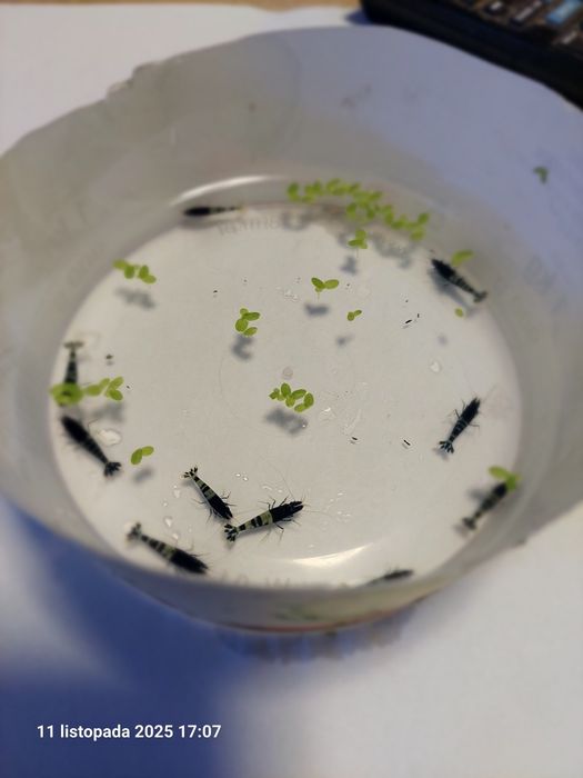 Krewetki caridina pinto zebra