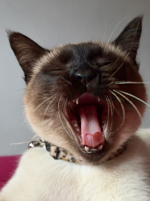 Gatinha esterlizada com um ano