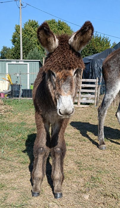 Burro bebe com 4 meses