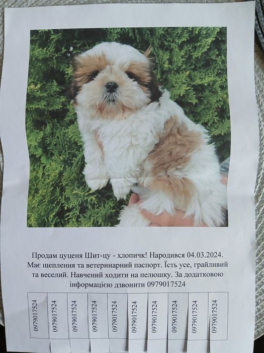 Продам цуценя Ши-тцу - хлопчик!