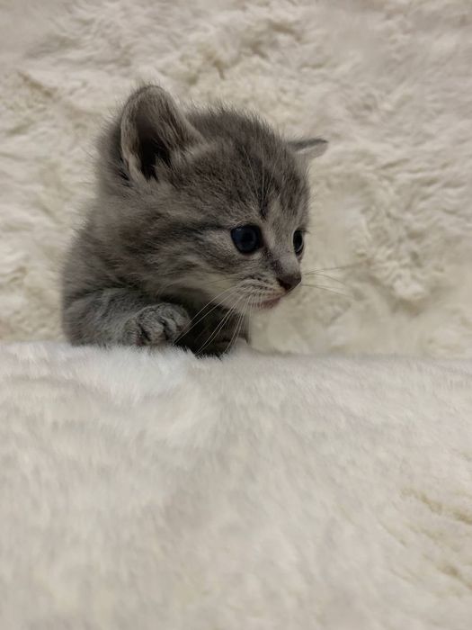 Шотландські котики киці кошенята