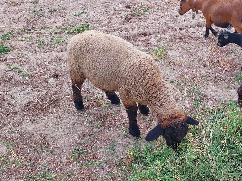 Borrego suffolk 3 meses