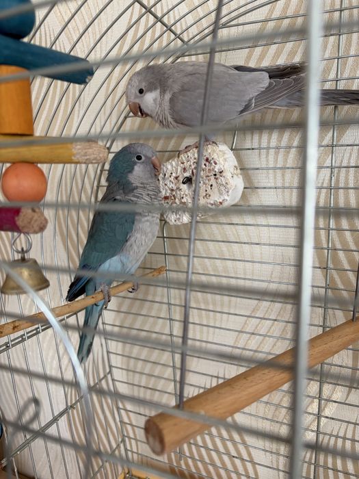 Продам клітку для птахів