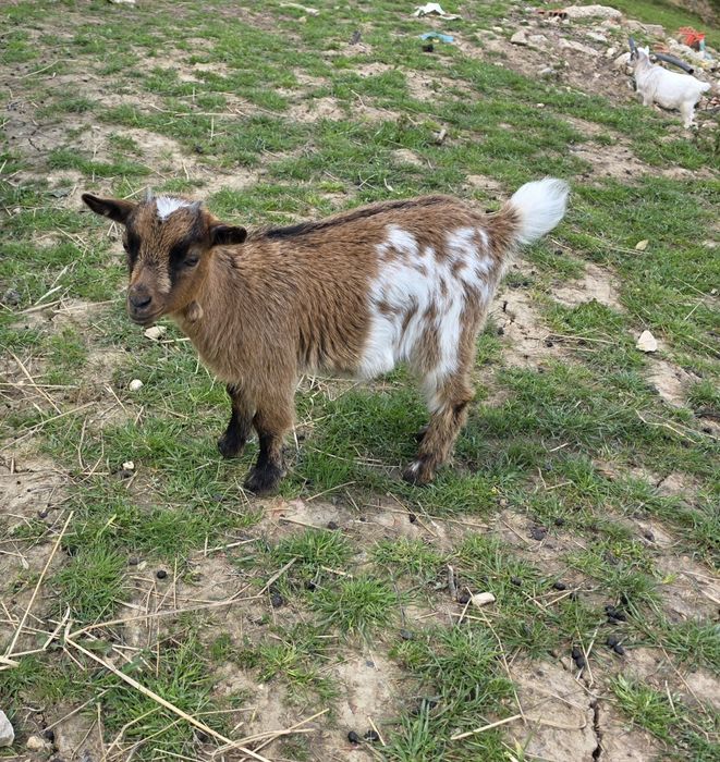 Cabrita anã com três meses