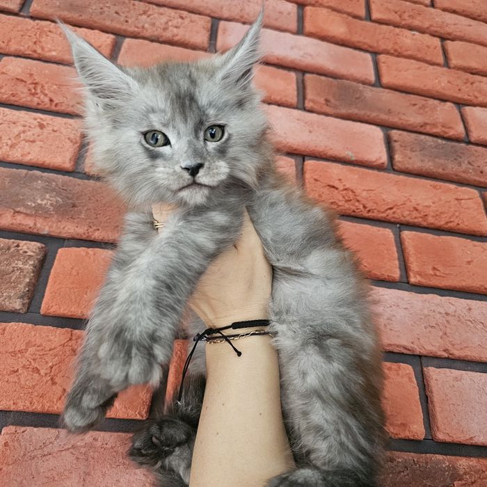 Koteczka Maine coon rodowód Fpl