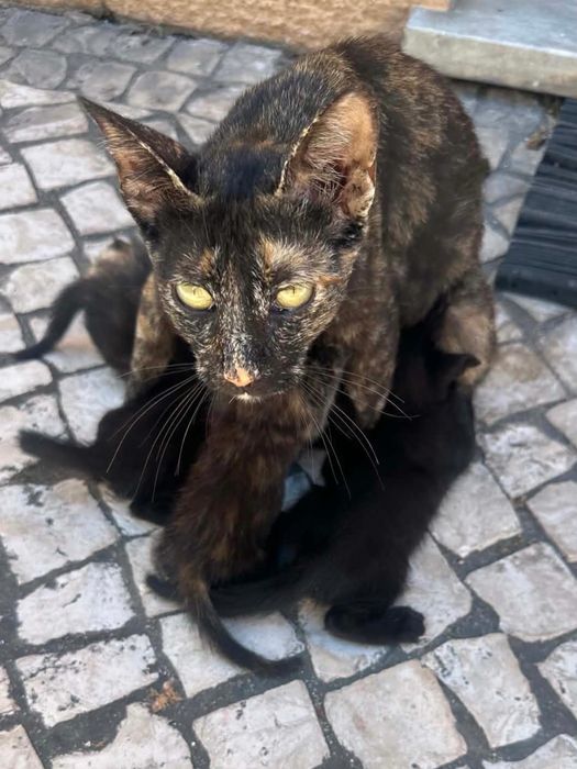 Gatinhos para adoção responsàvel