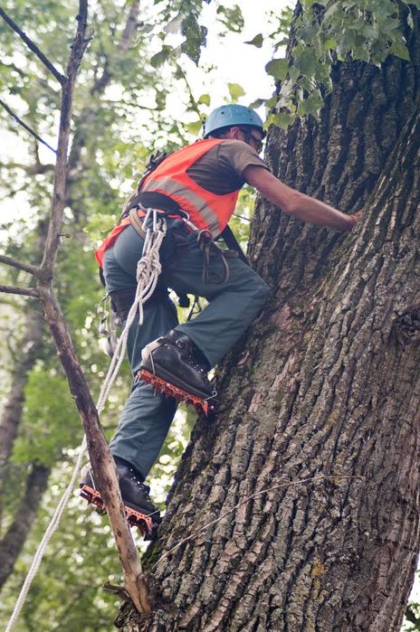 Удаление дерева, кронирование, спил деревьев, обрезка веток