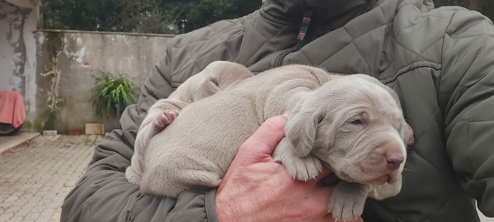 Weimaraner com lop
