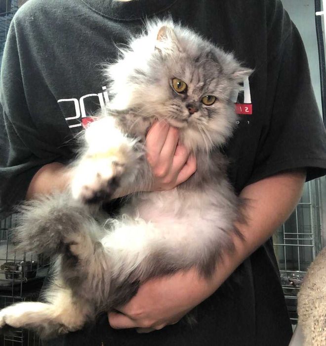 шотландочка кішечка Ліза. Добра, лагідна, але самодостатня цяця.