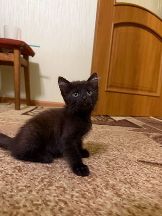 Віддам кошенят в добрі руки