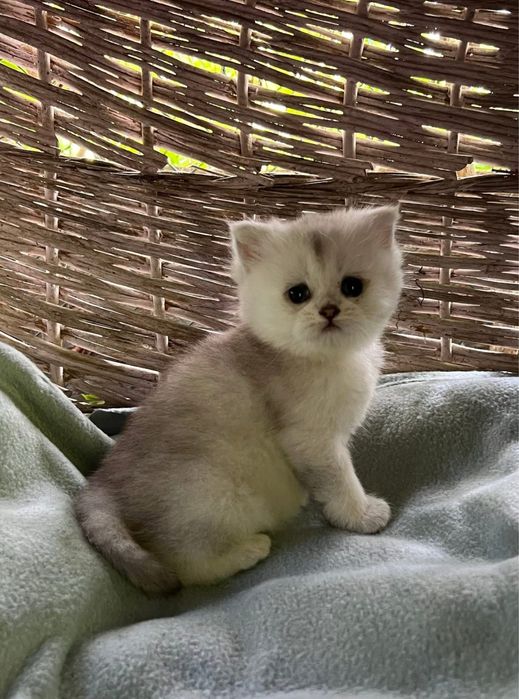 Котенята британської сріблястої шиншили.