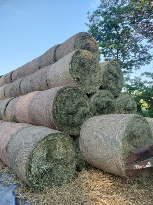 Sprzedam siano z tegorocznych zbiorów