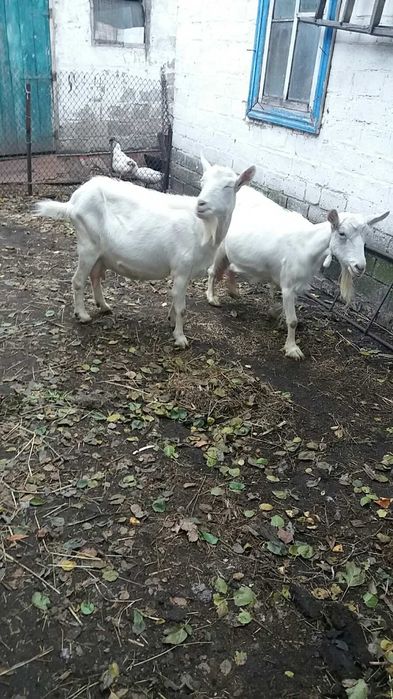 Продам дійну козу