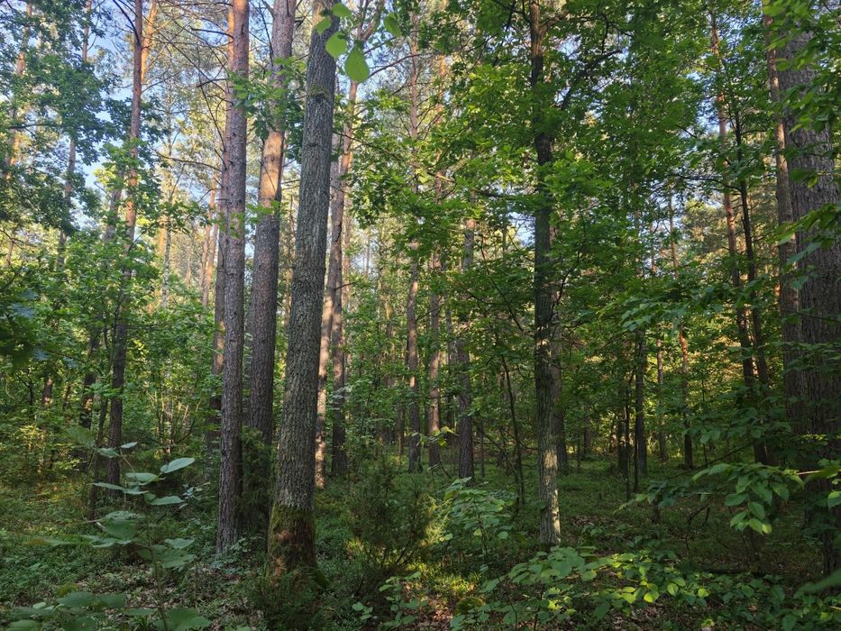 Sprzedam las sosnowo-dębowy 1,8793 ha 80-100 letni. Pom.Hrudem a Klono