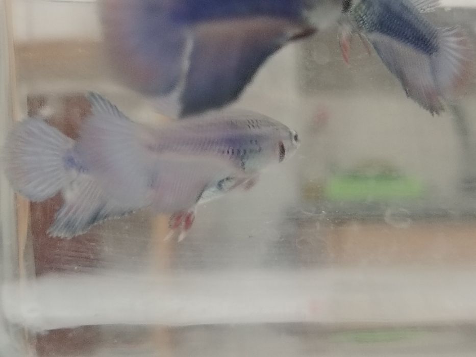 Bettas juvenis..