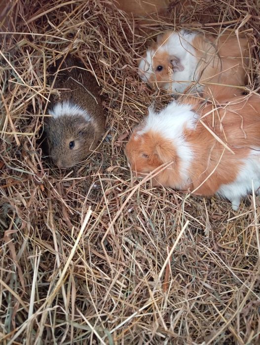 Продам морськіх свинок