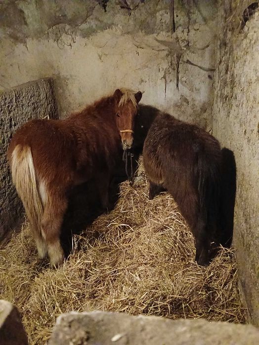 Casal poneis ( macho shedland puro ,femea raca desconhecida