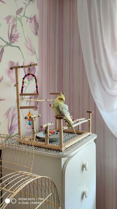 Стенд, присада для папуги, жердинки із натуральних гілок з кріпленням,