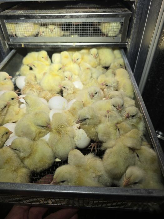 Kurczęta leghorn, leghorny