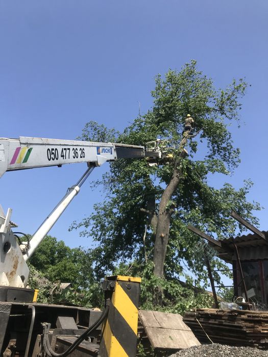 Спил деревьев, услуги автовышки