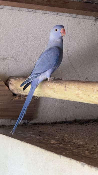 Ring neck violeta opalino cc
