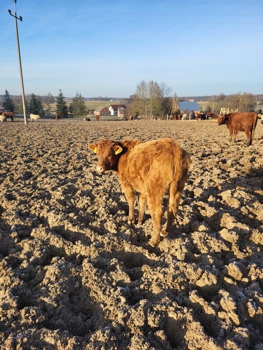 Odsadki, jałówka Blonde d'Aquitaine/salers