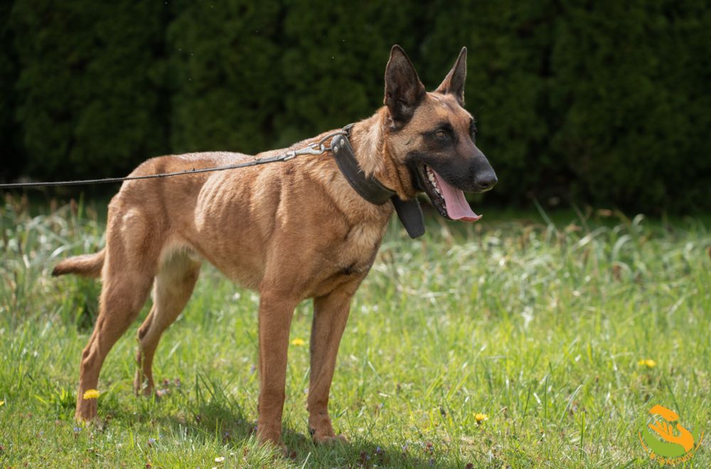 Ares owczarek belgijski malinois do adopcji