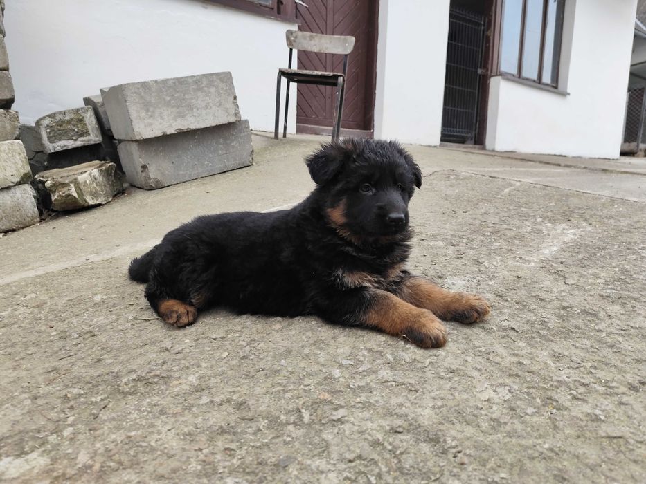 Owczarek niemiecki długowłosy z rodowodem