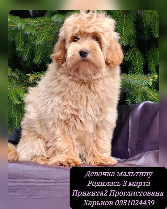 Чудо-девочка мальтипу
