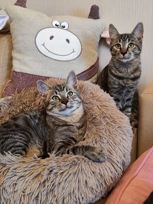 Котики шукають найкращі родини.