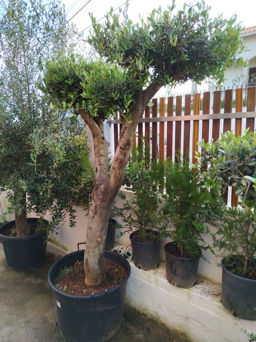 Oliveiras para jardim