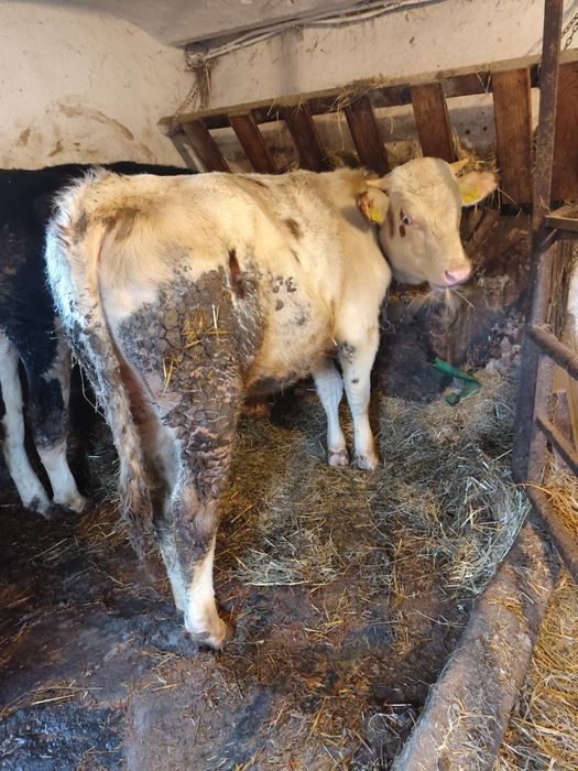 Byczek piękny sprzedam