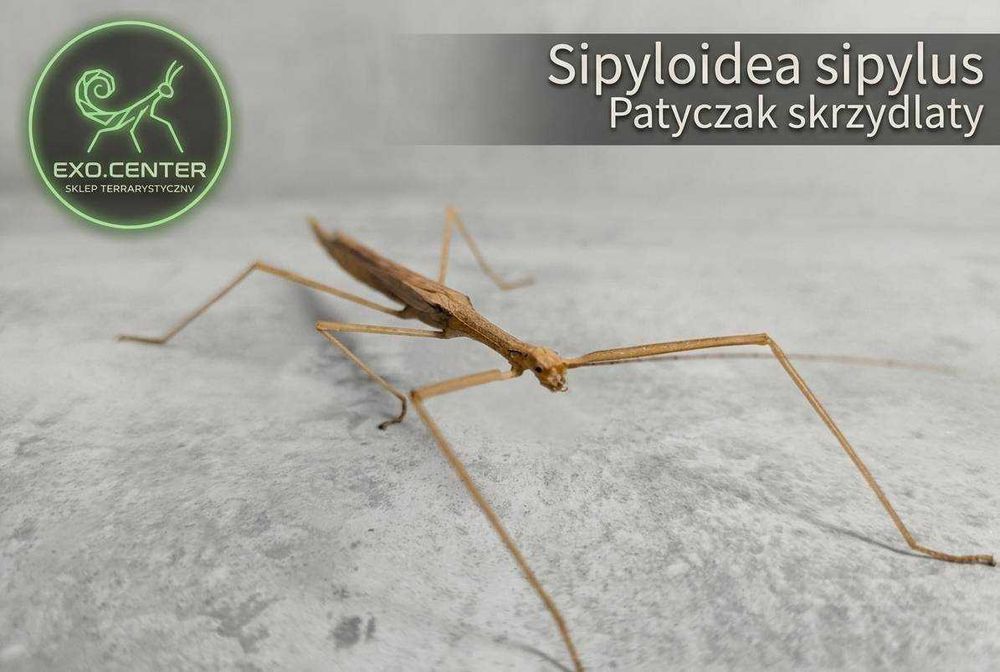 Sipyloidea sipylus, patyczak skrzydlaty, patyczak, patyczaki, straszyk, straszyki,