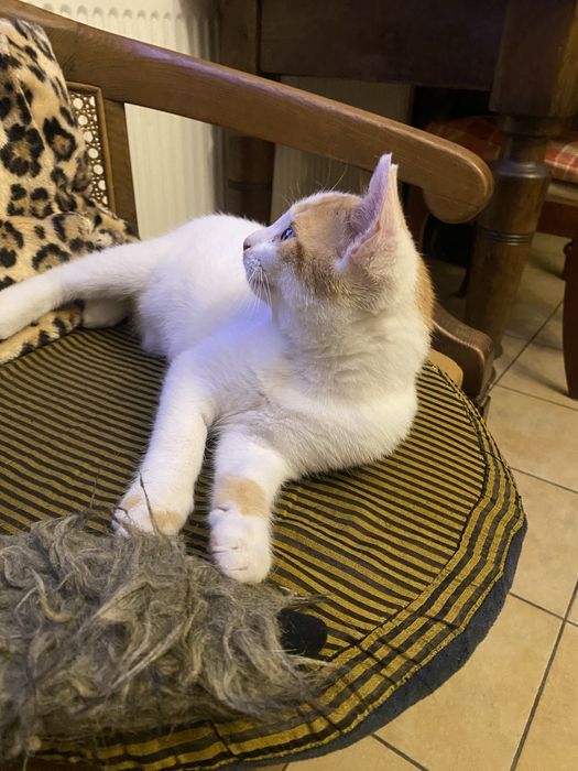 Kotek 6 miesięczny do adopcji za darmo