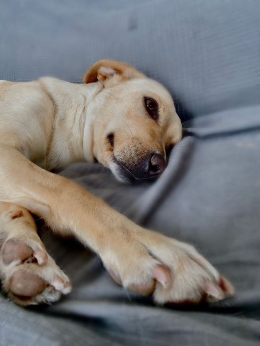 Cadela adulta para adoção - Kira